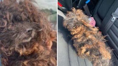 Photo of Rescue Takes In Severely Matted Dog Who Looks Like a Wig — Today She’s Unrecognizable