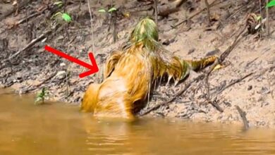 Photo of Ranger Sees Weird Creature Crawling Out Of River – He Evacuates The Area When He Realizes What It Is