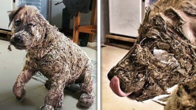 Photo of Cruel Children Cover Puppy In Glue, His Transformation Is Remarkable