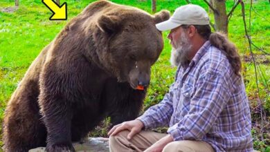 Photo of He Helped a Crying Bear While She Was in Labor. A Year Later, The Bear Did Something Surprising