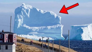Photo of Iceberg Floats Close To Small Village When Residents See What’s On It, They Turn Pale