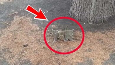 Photo of Man Sees Squirrels Protecting Something – When He Realizes What, He Bursts Into Tears