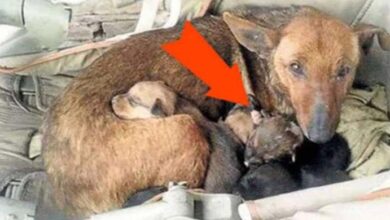 Photo of Underneath her house window, there was a dog with her puppies, but upon closer inspection, she noticed something unimaginable among the puppies.