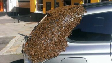 Photo of She parked her car one day to do some shopping, but when she returned, she saw that hundreds of unwanted guests had attacked her car.
