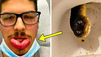 Photo of Man Finds “Snake” In His Toilet – When Expert Sees It, He Says: “It’s Not A Snake…”