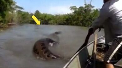 Photo of Man Thinks He Catches Giant “Snake” From River, Turns Pale After He Sees What It Really Is