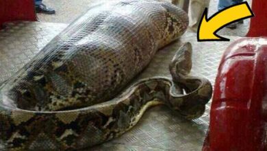 Photo of Woman Spots Giant Snake – You Won’t Believe What They Found Inside