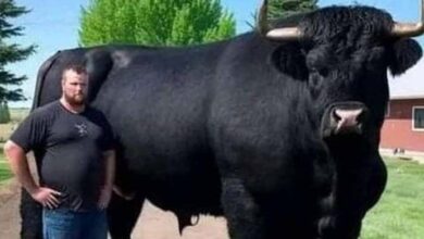 Photo of He Recently Spent $6.5k On A Young Registered Black Angus Bull