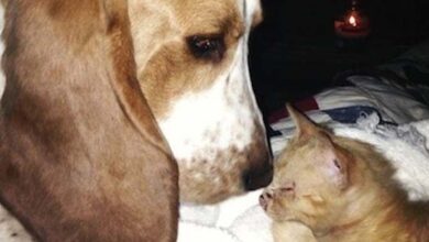 Photo of Rescued Basset Hound Finds Stray Kitten And Becomes Doting Mother