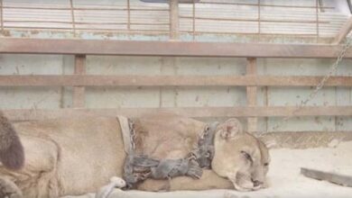 Photo of Circus lion was locked up for 20 long years, now watch his reaction when he’s released