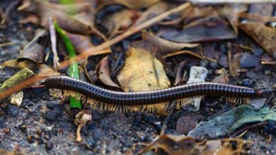 Photo of “What Are Millipedes and How to Get Rid of Them”