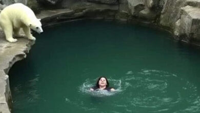 Photo of A Woman Was Attacked By a Polar Bear After She Jumped Into Their Enclosure At The Berlin Zoo