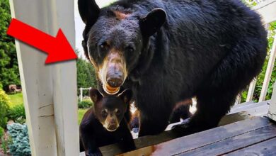 Photo of Man Saved a Pregnant Bear, 3 Years Later She Did Something Unbelievable