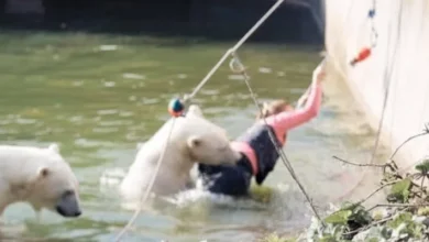 Photo of A 32-year-old woman was attacked by a polar bear after she jumped into their enclosure at the Berlin Zoo.