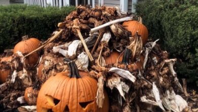 Photo of To get rid of them, my neighbors threw their shabby Halloween decorations in my yard, but I also gave them a lesson.