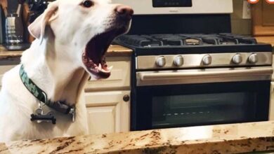 Photo of Our Dog Kept Barking Nonstop at the Thanksgiving Turkey — When I Decided to Investigate, I Ended Up Calling the Police | LOLitopia