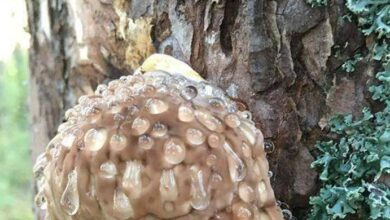 Photo of Found in forest in Sweden, about 1m from ground, roughly 20cm in size. Hard to the touch…