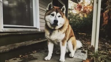 Photo of We Moved Into a Late Man’s House, and Every Day a Dog Came to Us – One Day, I Followed It and Was Shocked by Where It Led Us