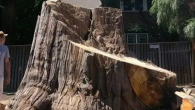 Photo of Neighbor Got Jealous of Our 200-Year-Old Tree and Chopped It Down While We Were on Vacation