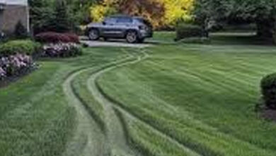 Photo of My Neighbor Drove over My Lawn
