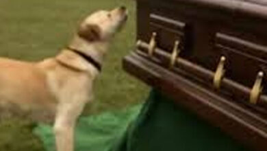 Photo of Dog Barks at Coffin during Funeral