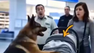 Photo of Service Dog Attacks Baby