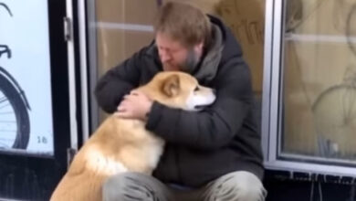 Photo of Dog Goes to Closed Store Daily then Leaves