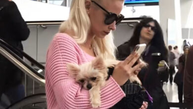 Photo of The Dog Wasn’t the Problem